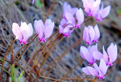 Cyclamen